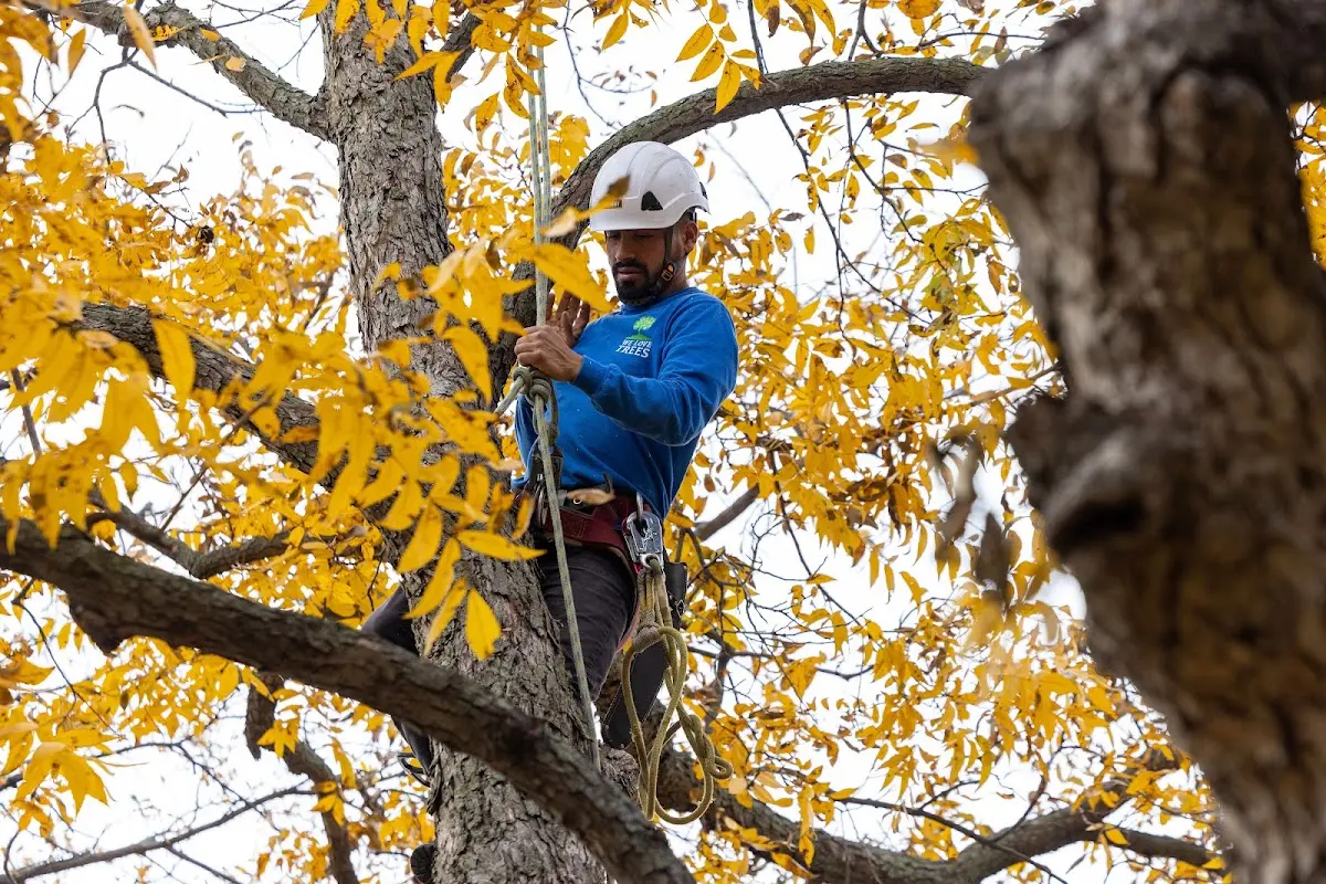 Skilled Tree Transplanting crew working in Waterville